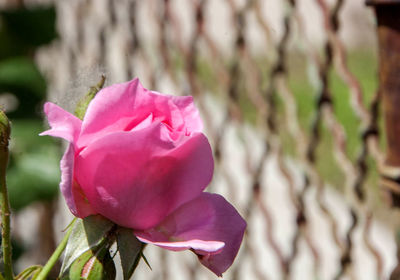 Close-up of pink rose