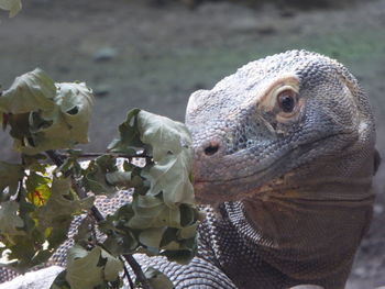 Close-up of a turtle looking away