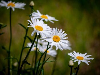 Close-up of white daisy flowers