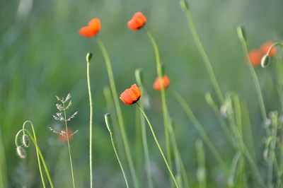 Close-up of red poppy flowers on field