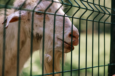 Goat in a cage on the farm close-up