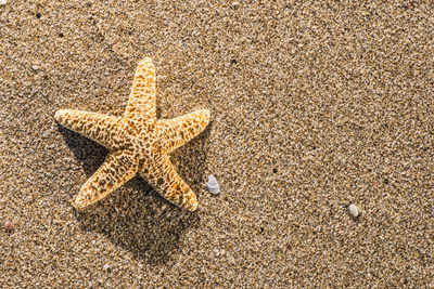 High angle view of starfish on beach