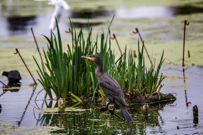 Side view of a bird on riverbank