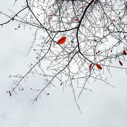 Low angle view of bare trees against sky