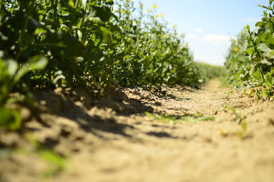 Close-up of plants growing on field