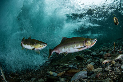 Pink salmon's run in rausu, hokkaido , japan