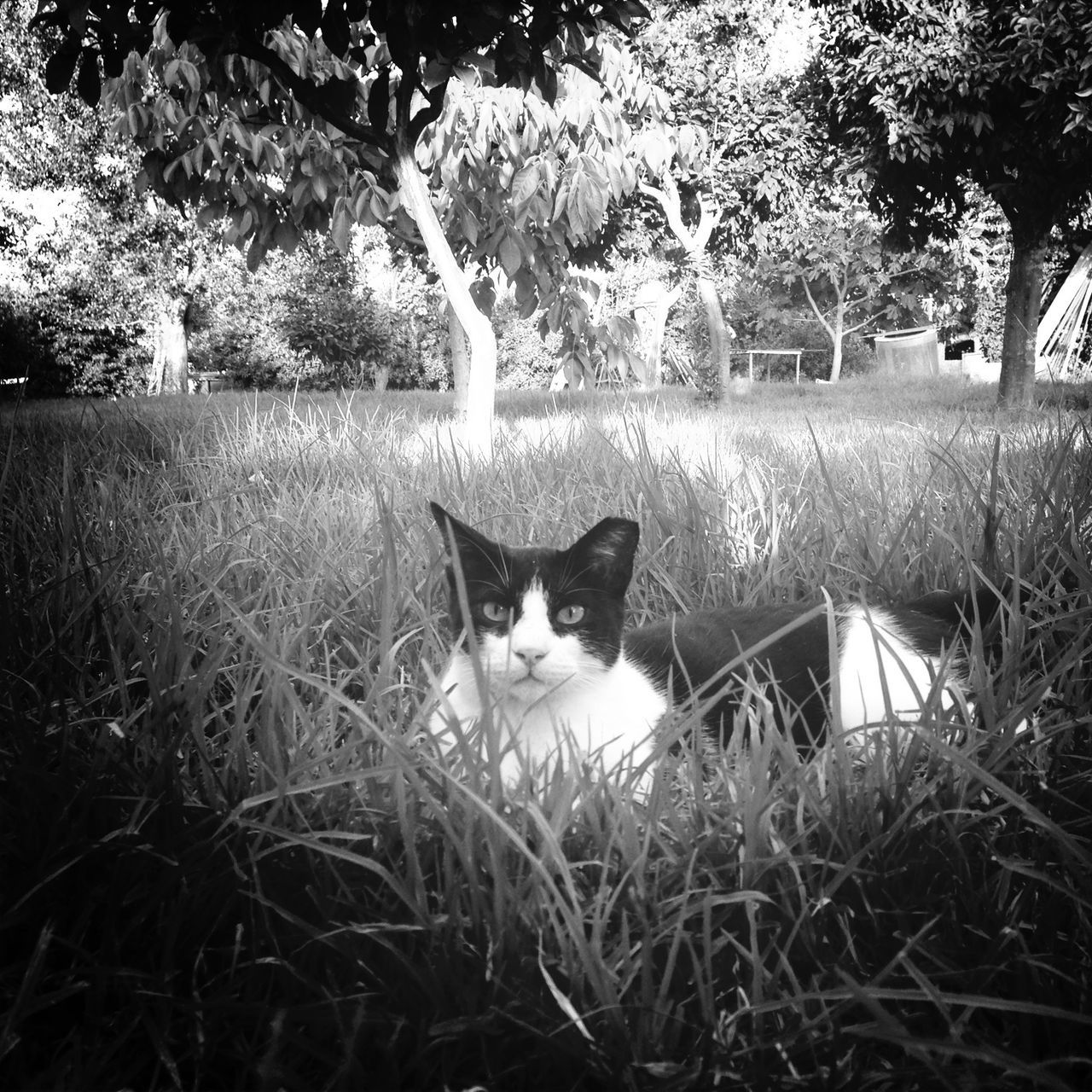 pets, domestic animals, mammal, one animal, domestic cat, animal themes, cat, feline, grass, looking at camera, plant, portrait, sitting, field, tree, front or back yard, growth, dog, whisker, outdoors