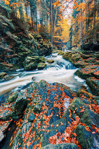 Scenic view of waterfall in forest during autumn