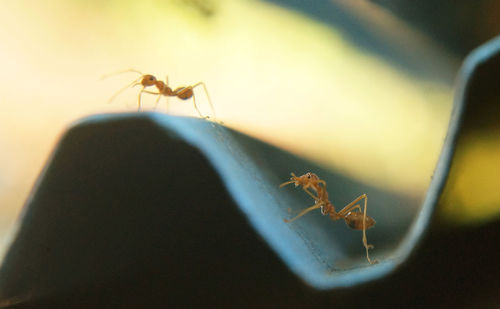 Close-up of ants