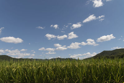 Scenic view of wheat field against sky