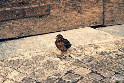 High angle view of bird perching on footpath