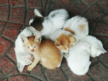 High angle view of kitten relaxing on floor