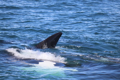 View of turtle in sea