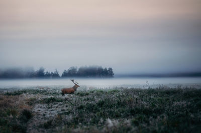 Deer on countryside landscape