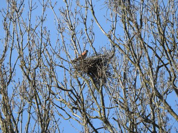 Low angle view of bird perching on bare tree against clear blue sky