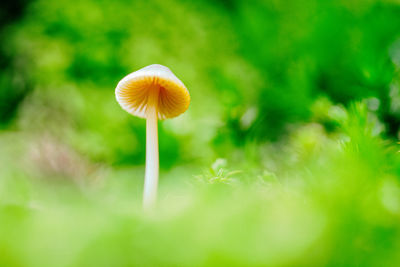 Close-up of mushroom growing on field