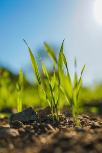 Close-up of fresh plant against sky