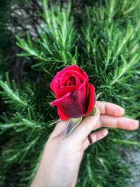 Cropped hand holding red rose flower