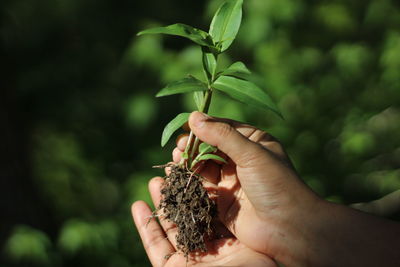 Close-up of hand holding plant