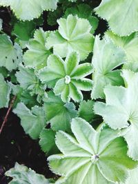 Full frame shot of green leaves