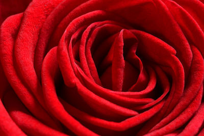 Close-up of red rose