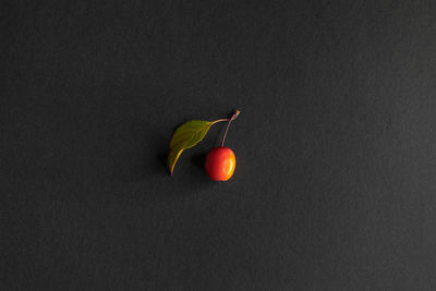 Close-up of crab apple fruits against black background 