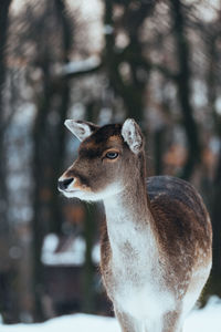 Close-up of deer