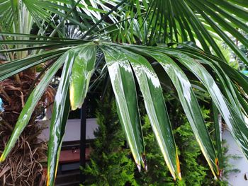 Close-up of palm trees