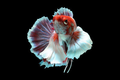 Close-up of fish underwater