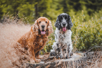 Portrait of dog on field