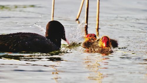 Ducks swimming in lake