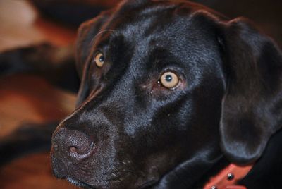 Close-up portrait of black dog