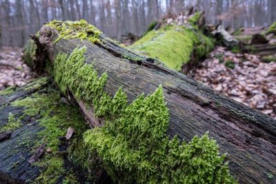 Close-up of tree stump in forest