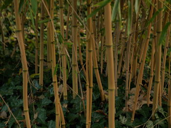 Close-up of bamboo plants