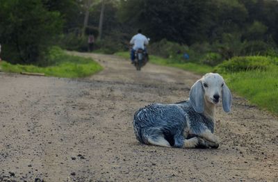 Portrait of lamb relaxing on road with man riding motorcycle in background