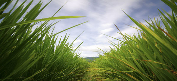 Close-up of crops growing on field against sky