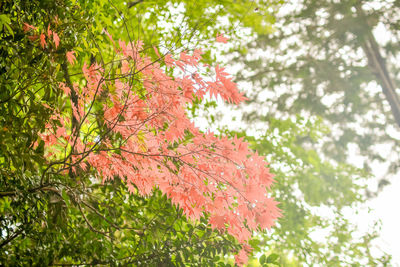 Low angle view of flowering tree during autumn