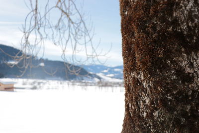 Close-up of frozen tree against sky during winter