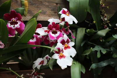 Close-up of flowers blooming outdoors