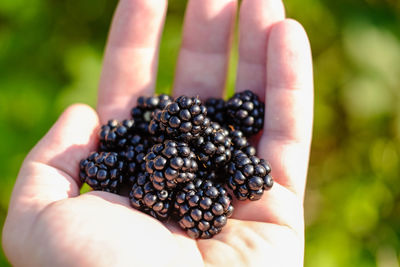 Cropped hand of man holding blackberries at farm