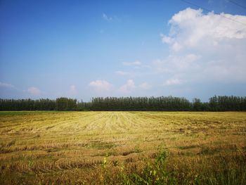 Scenic view of agricultural field against sky