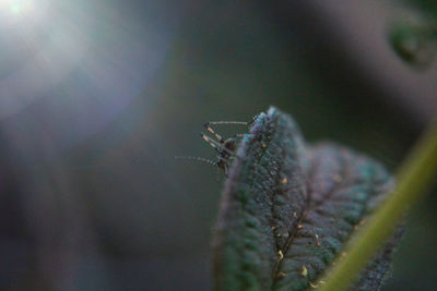 Close-up of spider