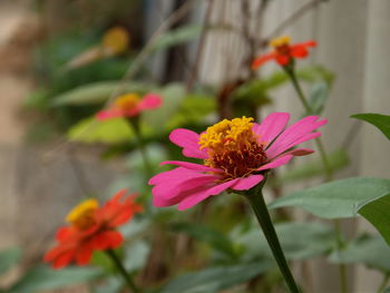 Close-up of insect on flower