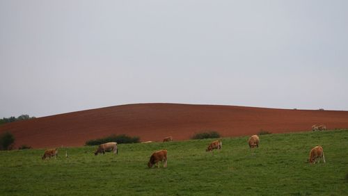 Horses grazing on grassy field against clear sky