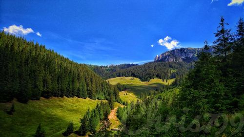 Scenic view of forest against blue sky