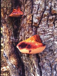 Close-up of tree trunk