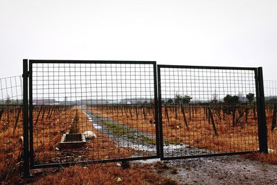 Closed gate on dirt road at vineyard against clear sky