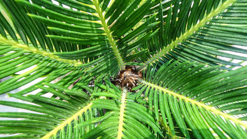 Close-up of spider on plant