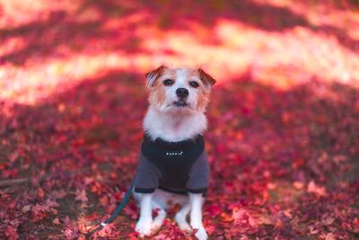 Portrait of dog standing on autumn leaves
