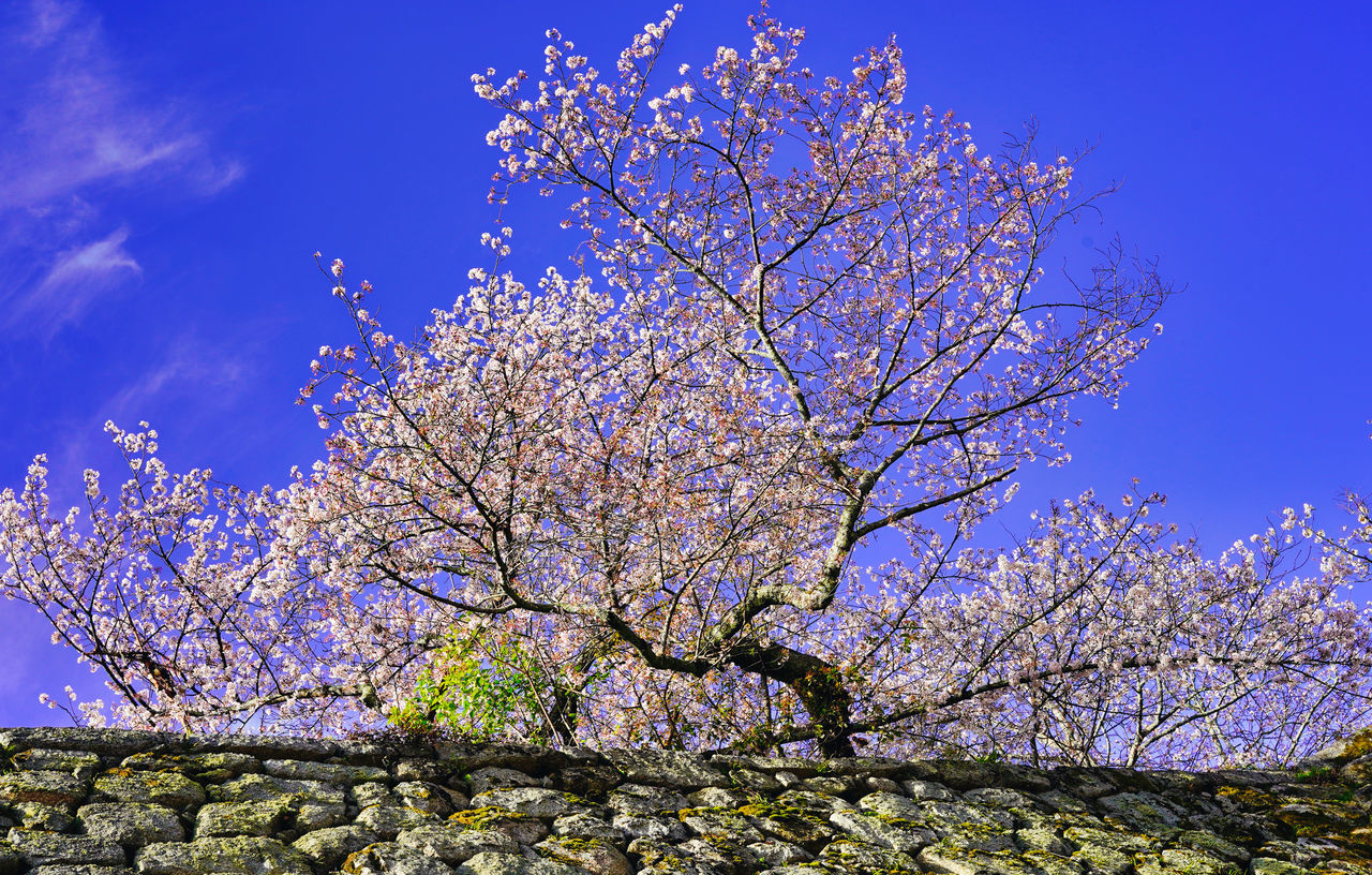 plant, tree, flower, sky, blossom, flowering plant, beauty in nature, springtime, growth, nature, freshness, fragility, low angle view, blue, branch, no people, cherry blossom, outdoors, fruit tree, day, clear sky, cloud, spring, pink, tranquility, cherry tree, scenics - nature